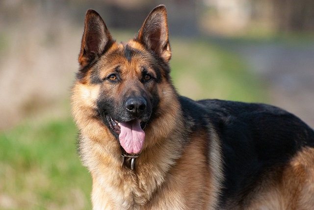 German Shepherd Live In Hot Weather