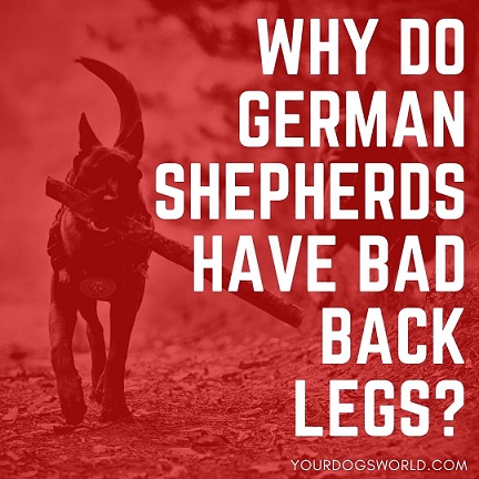 German Shepherds Have Bad Back Legs