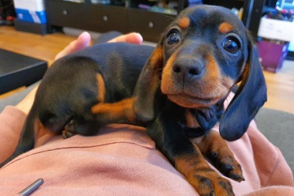 What did Dachshunds Originally Look Like and how do they look now