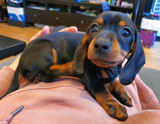 why do dachshunds like to cuddle