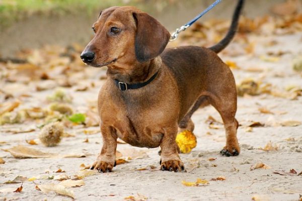 14 Reasons Why Dachshunds Are Aggressive?