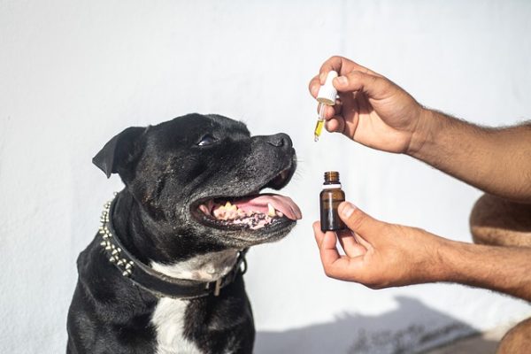 Are Essential Oils Safe For Dogs?